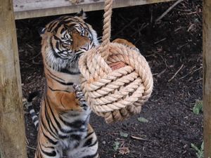 Supporting image for story: Lynx effect: Dudley Zoo animals can't get enough of aftershaves and perfumes