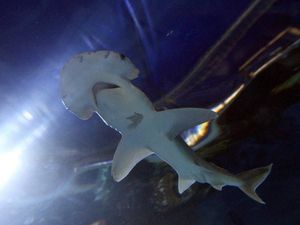 Supporting image for story: The first known omnivorous shark species has just been confirmed