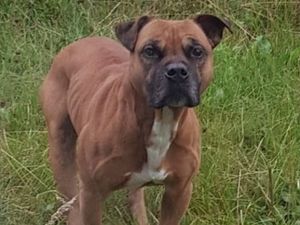 Supporting image for story: 'Dangerous' dog on the loose after escaping from Shropshire kennels 