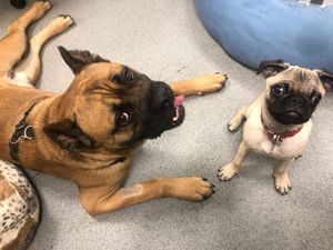 (Battersea Dogs & Cats Home)