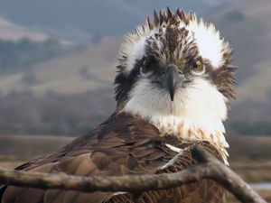 Supporting image for story: Morben Isaf Holiday Park at Derwenlas given gold conservation award