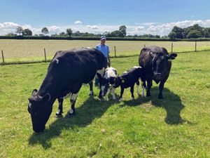 Supporting image for story: Farmer who was severely injured in 'spooked' bull attack decides to sell his unique herd to help charities