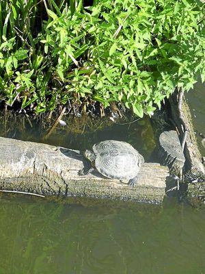 One of the terrapins at The Flash in Priorslee, Telford