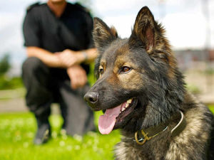 Supporting image for story: Sniffed out! Police dog tracks teen suspects for TWO MILES before finding one in a bin
