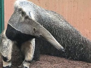 Supporting image for story: Male anteater arrives at Dudley Zoo