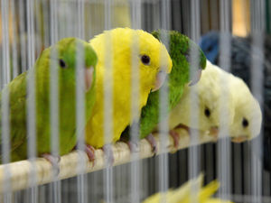 Supporting image for story: Breeders spread their wings at popular annual bird show - in pictures