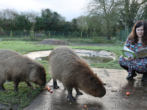 Author, Tracey J Morgan, reads an extract of the book to Cinnamon the Capybara.