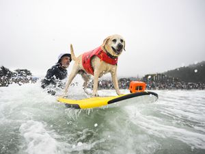 Supporting image for story: Wave-riding canines take on surf to be named top dog