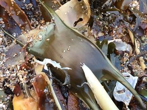 Supporting image for story: Scientists record incredible footage of baby shark still in its eggcase