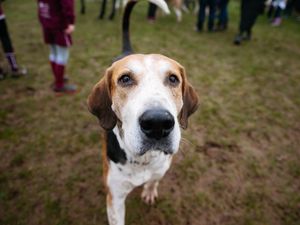 Supporting image for story: Council accused of giving Ludlow Boxing Day hunt dog 'privileges' and 'glossing over health concerns'