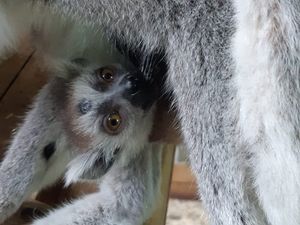 Supporting image for story: New baby lemur born at Dudley Zoo