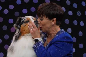 Pastoral Group winner Viking, an Australian Shepherd, co-owned by Melanie Raymond, John Shaw and Kerry Kirtley, who has won Best in Show during the fourth day of the Crufts Dog Show at the Birmingham National Exhibition Centre (NEC)