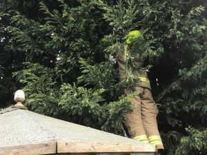 Supporting image for story: Firefighters rescue Benji the cat from a tree in Brierley Hill