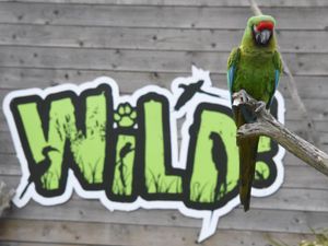 Supporting image for story: Delight as Staffordshire zoo's missing macaw returns home safely