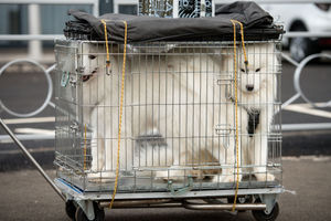A pair of Sayomed arrive at the Birmingham National Exhibition Centre (NEC) for the third day of the Crufts Dog Show. PA Photo. Issue date: Saturday March 7, 2020. See PA story ANIMALS Crufts. Photo credit should read: Jacob King/PA Wire.