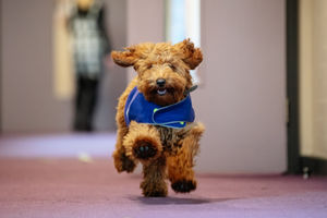 Mr Wilko the Cockapoo in his own school uniform