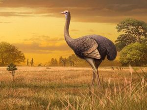 Supporting image for story: Giant bird three times bigger than an ostrich once roamed Europe, scientists say