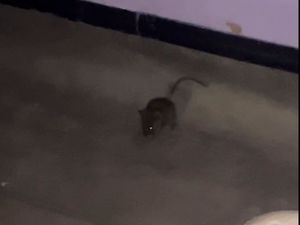 Supporting image for story: 'It's disgusting': Walsall Manor Hospital trust responds after patient spots 'mice running the halls'