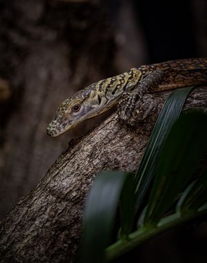 One of the baby Komodo dragons