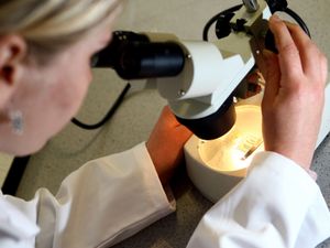 Supporting image for story: New technique improves cognitive function in mice with Alzheimer’s