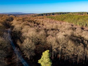 Supporting image for story: Wyre Forest Nature Reserve declared the largest woodland in England