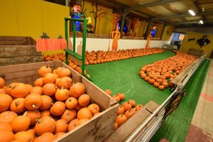 Pumpkin Alley at Park Hall Countryside Experience. Photo: Park Hall Countryside Experience