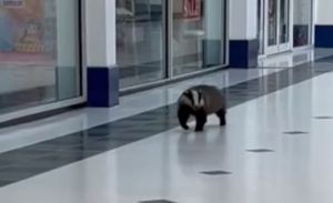 Th badger was captured on camera by Greggs manager Gemma Chew