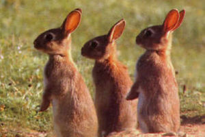 Supporting image for story: Pet ferrets being used to solve Welshpool rabbit problem