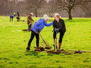 Oak tree planting at Boscobel House Shropshire. Picture by Jim Holden