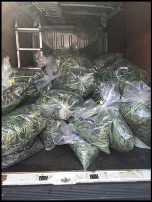 282 plants were found in the raid