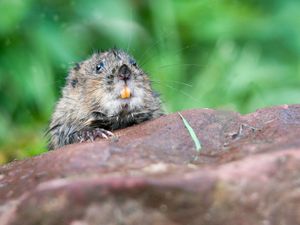 Supporting image for story: Genetics ‘a new tool to help boost water vole conservation’