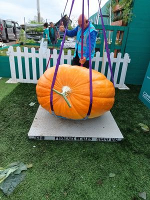 The giant pumpkin weighing in at over 700lbs grown by Andrew Florendine