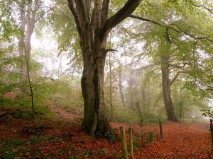 Supporting image for story: Thieves use car to rip out parking meter with no money inside at beauty spot