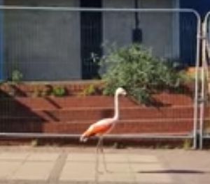 A flamingo from Dudley Zoo takes a stroll down Castle Hill – at least it's not a lion