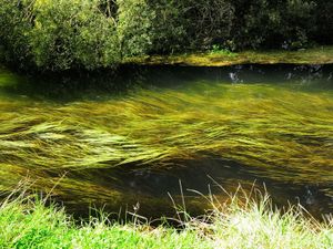 Supporting image for story: Warning over ‘decade of decline’ for one of England’s precious chalk streams