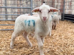New lambs ready for families to help bottle feeding at the farm