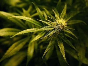 Supporting image for story: Police arrest two men at Telford cannabis factory after dozens of plants found