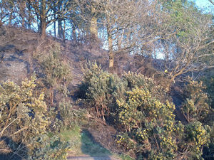 Supporting image for story: Kinver Edge woodland blaze tackled prompting safety plea