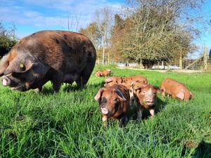 Supporting image for story: Grown-ups only! Farm in Powys is keen to encourage older visitors for special day out 