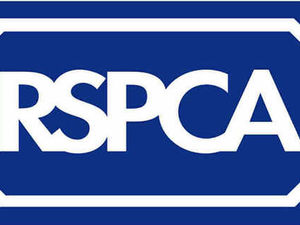 Supporting image for story: A nation of animal lovers? A look at harrowing animal cruelty cases from across the West Midlands