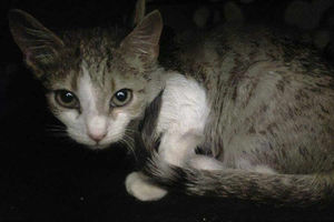 Ayrton was none the worse for the ordeal