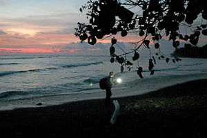 Supporting image for story: The Dark: Nature's Nighttime World - TV review