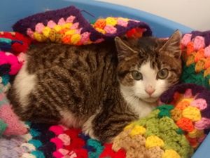 Supporting image for story: Cat taped inside box and dumped outside recycling centre