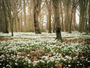 Snowdrops in the grounds of Attingham Park