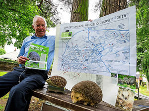 Supporting image for story: Market Drayton sees a spike in hedgehog figures
