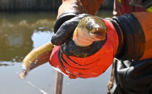 The team were pleased to find an eel among the fish