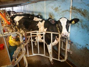 Supporting image for story: Dairy farmers hit by lockdown to get up to £10,000 in support