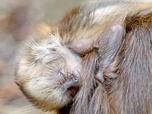 Supporting image for story: Keeping mum on sex of Dudley Zoo newbie