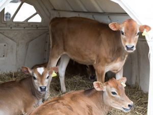 Supporting image for story: Shropshire Farming Talk: Mitigating the risks of embryonic pregnancy loss