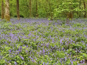 Bluebells at Soulton Hall